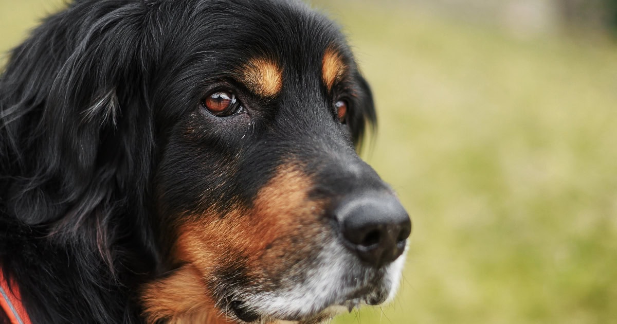 Fresh Look at Separation Anxiety In Older Dogs Signs And Strategies