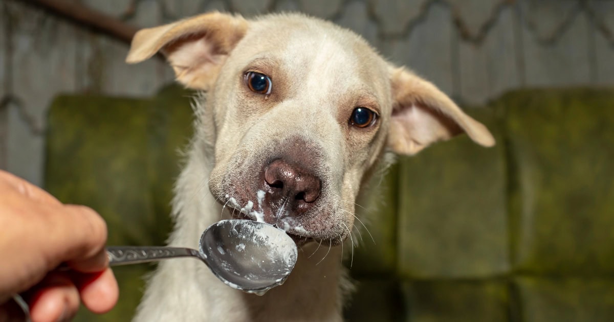 Image showcasing Is Yogurt Good for Dogs? What about Greek Yogurt? A Vet Answers - Dr ...