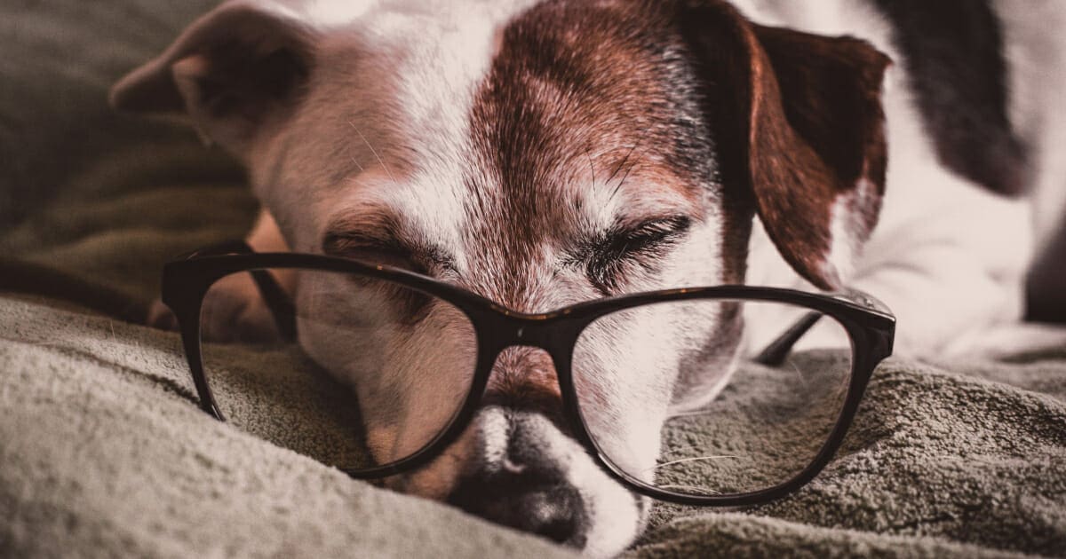 Anxious dogs can improve their memory by chewing on toys, study suggests