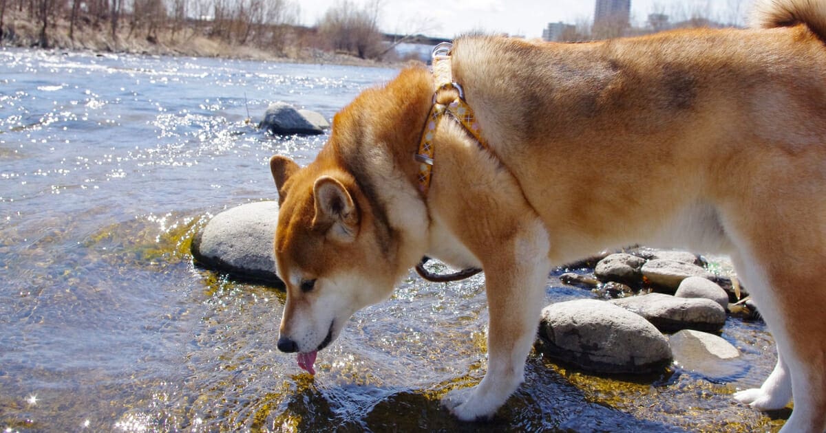 Dog drinks water too hotsell fast and throws up