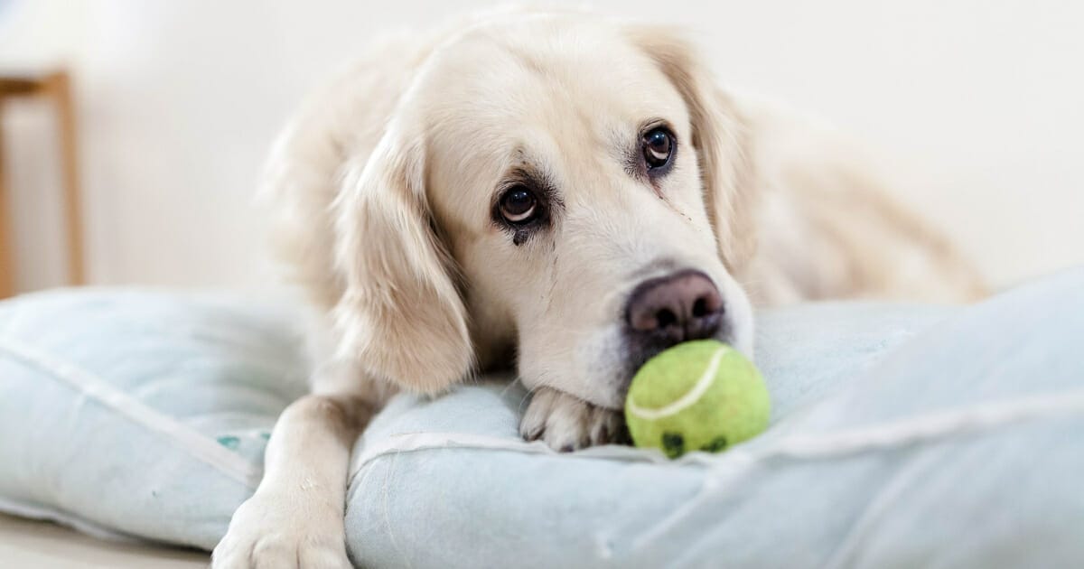 Best Dog Toys to Keep Them Busy - Dog Products - Ace Dog Blog