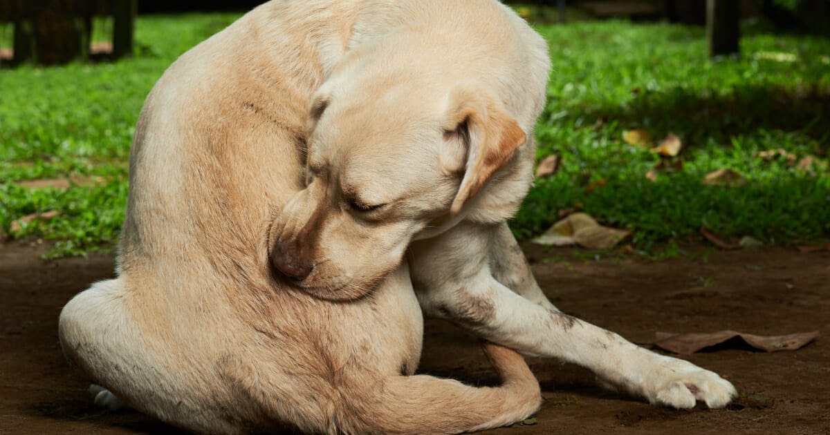 9 Reasons a Dog Keeps Licking the Base of the Tail