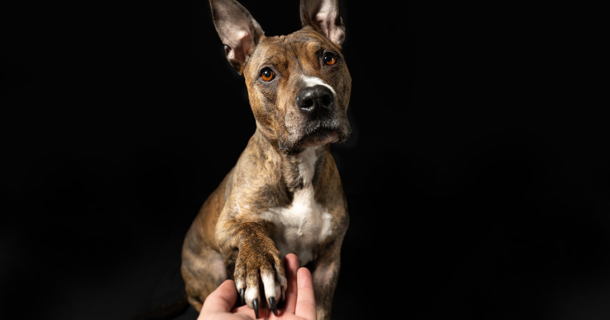 836 Dog Long Nails Images, Stock Photos & Vectors | Shutterstock