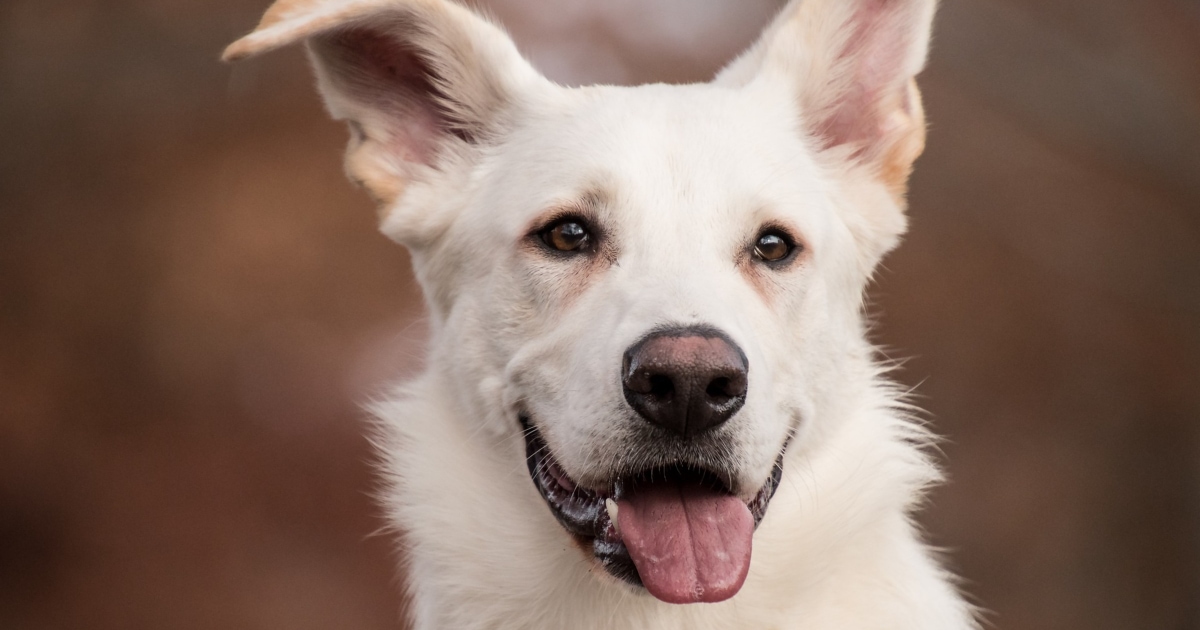 are deaf dogs quiet