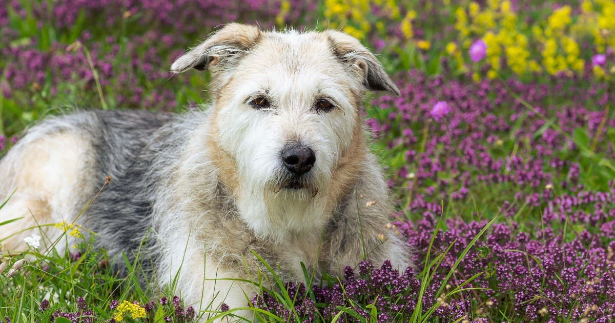 Treatment for canine clearance dementia