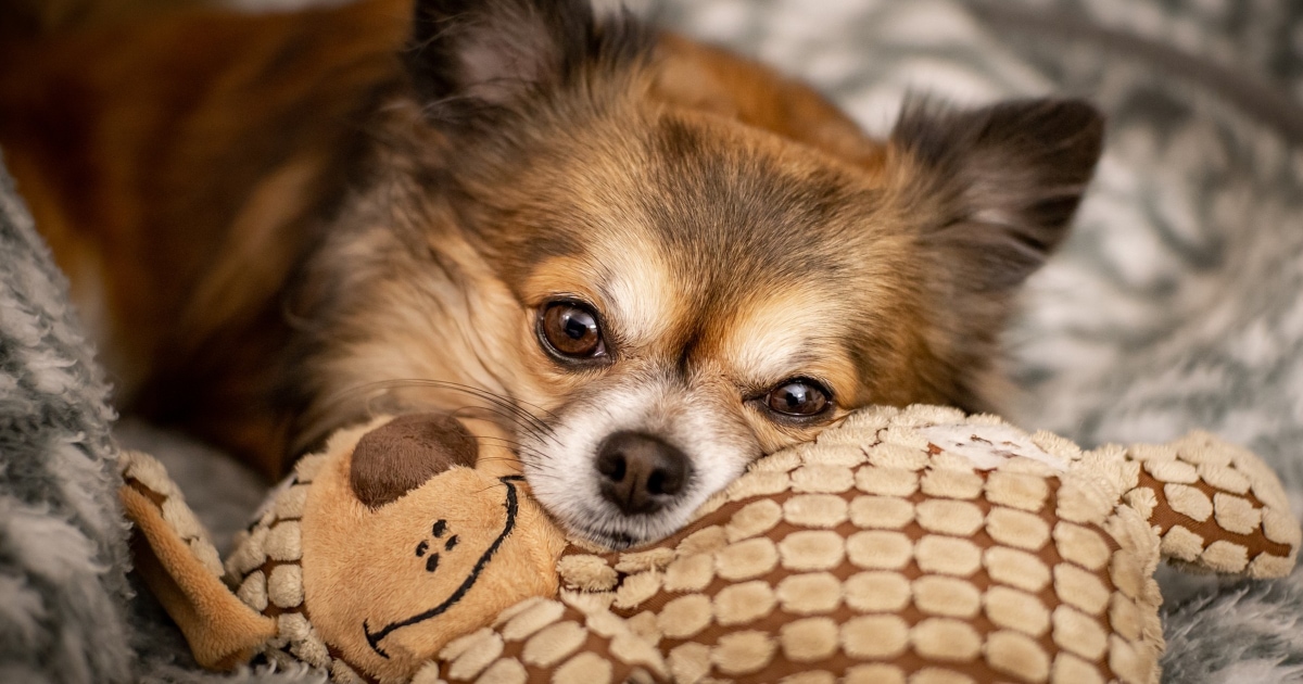 Kidney Failure in Dogs: A Comprehensive Guide - Dr. Buzby's