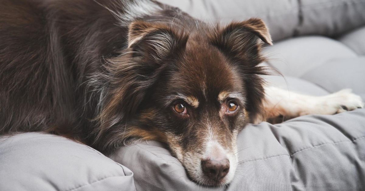 Kidney Disease in Dogs: Stages and What They Mean For Your Dog