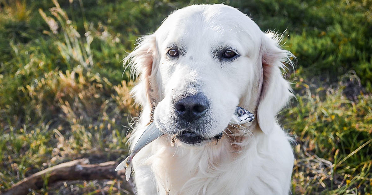 Why Does My Dog Smell Like Fish? 4 Reasons for a Fishy Odor - Dr. Buzby's  ToeGrips for Dogs