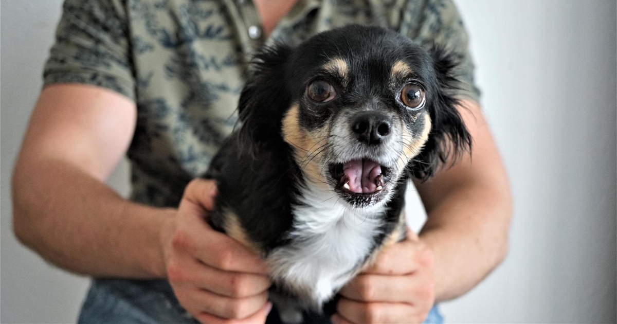 Kilo is a 9 year old chihuahua Pomeranian weiner dog mix