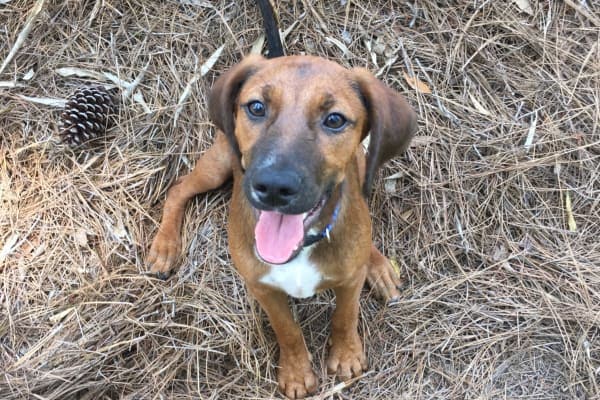 Senior Girl Finally Finds Her Way Home — Helping Hounds Dog Rescue