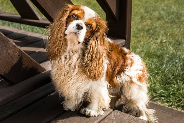 Cavalier spaniel with a head tilt, photo