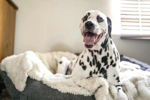 Dalmation lying in dog bed, photo