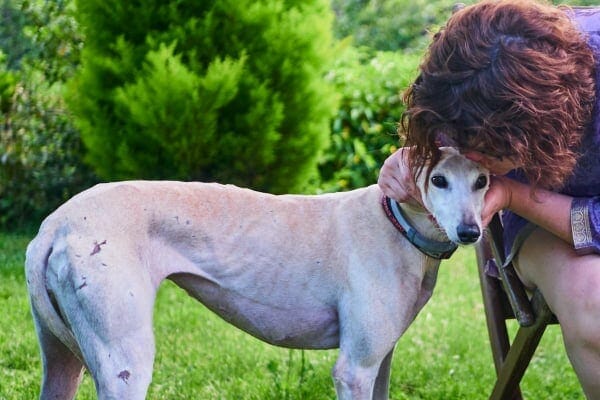 Greyhound in a park, photo