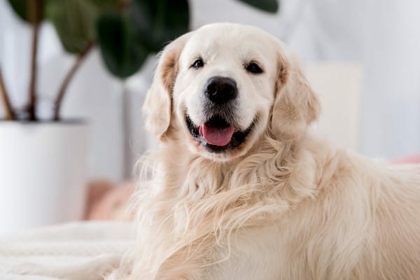 Golden retriever, lying down panting, photo