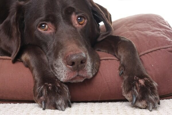 Old dog lying on bed, photo