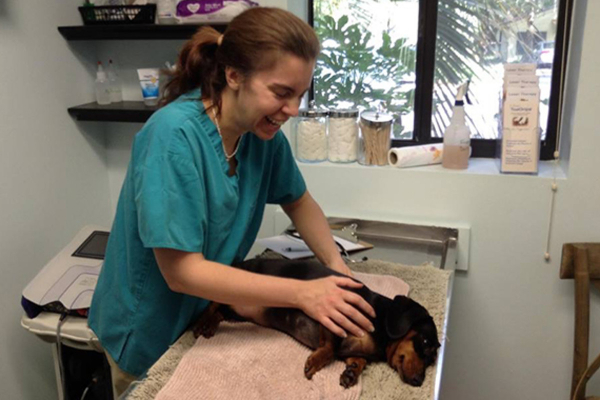 Dr. Buzby, founder of ToeGrips for dogs, conducting a veterinary exam on a senior dog patient