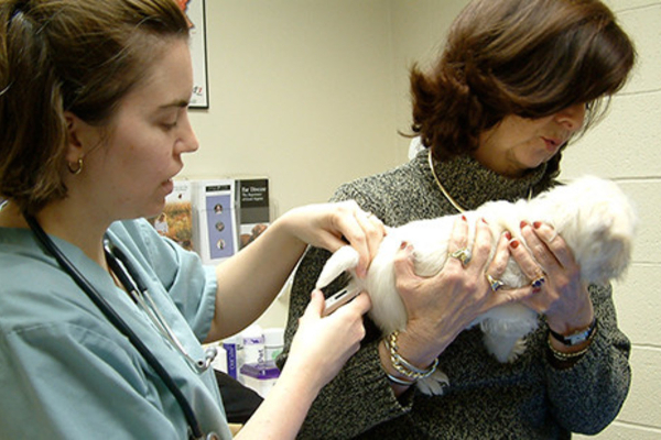 Dr. Buzby checking a rectal temperature on a young puppy being held by his owner during a veterinary visit