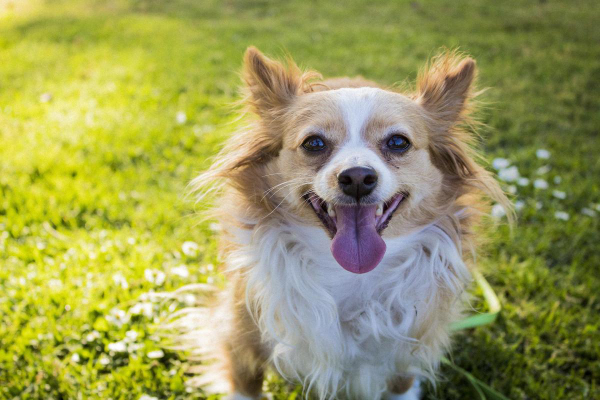 Pomeranian sitting in a grassy field.