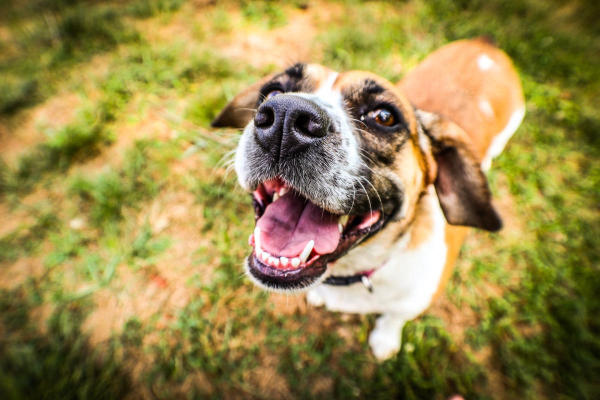Beagle mix smiling up at the camera.