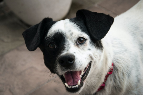 Terrier mix smiling up at the camera.