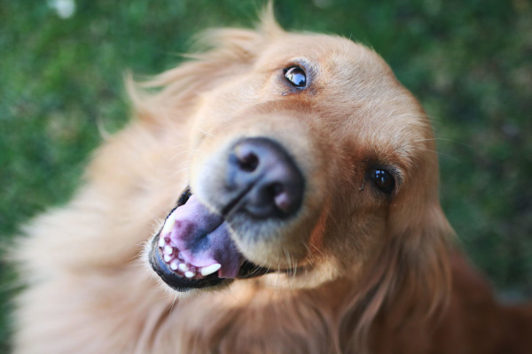 Golden Retriever smiling up at the camera.