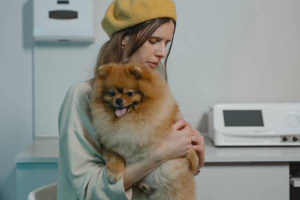 Female owner in yellow beret holding her Pomeranian as she's taking her dog to the vet