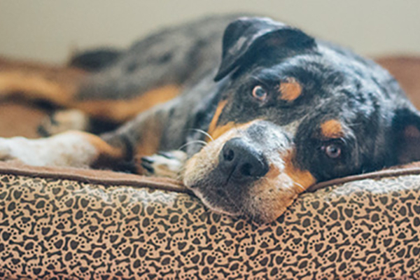 Catahoula dog lying in his dog bed.