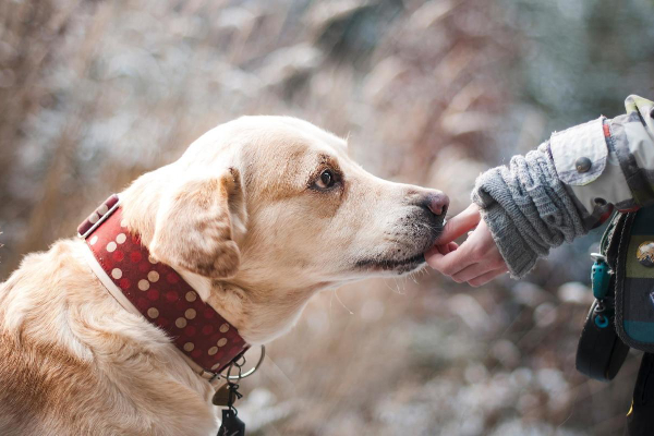 Yellow Labrador Retriever eating a treat from his owner.