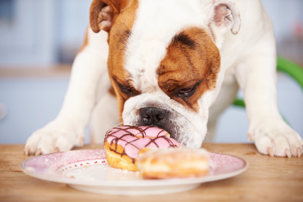 Bulldog sniffing a sugar donut
