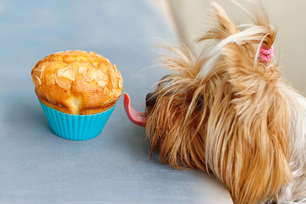 Dog licking a muffin containing sugar