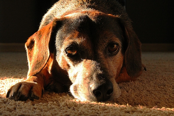 Beagle dog lying down in a sun patch on the floor at sundown