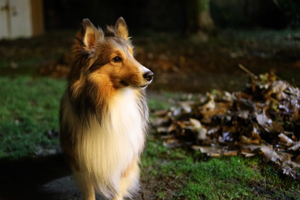 Sheltie dog looking wide awake while standing outside at night