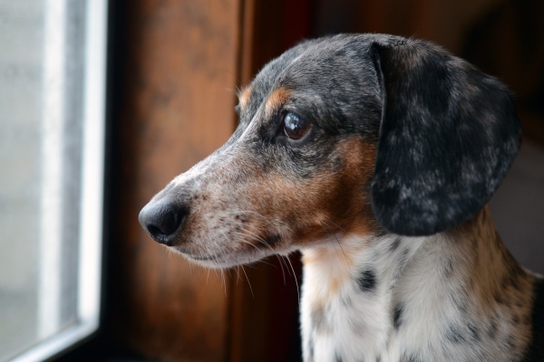 Older Dachshund dog staring out a window and looking confused, which is a sign of sundowners in dogs