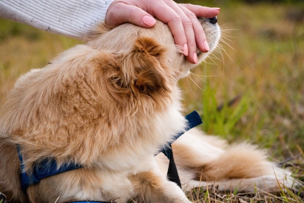 Owner calmly petting her dog outside in the grass