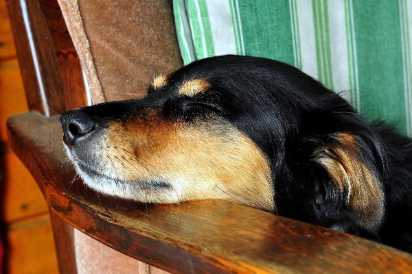 Senior dog sleeping in a chair