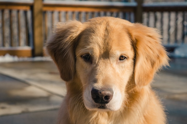 Content Senior Golden Retriever outside on the deck as an example of how strategies can help with quality of life for dogs with sundowners
