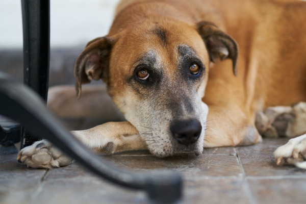 Sundowners in dogs is common for older dogs like this gray-faced old dog lying under a table looking sleepy 