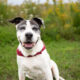 Senior dog's happy face