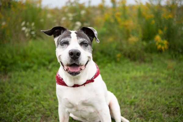 Senior dog looking happy in a grass field