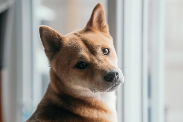 Shiba Inu looking confused about all the supplement buzz words.