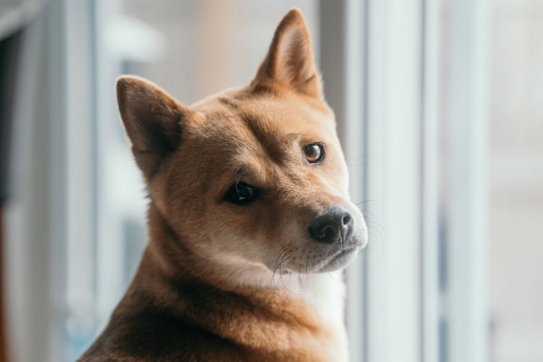 https://toegrips.com/wp-content/uploads/supplement-shiba-us.jpg