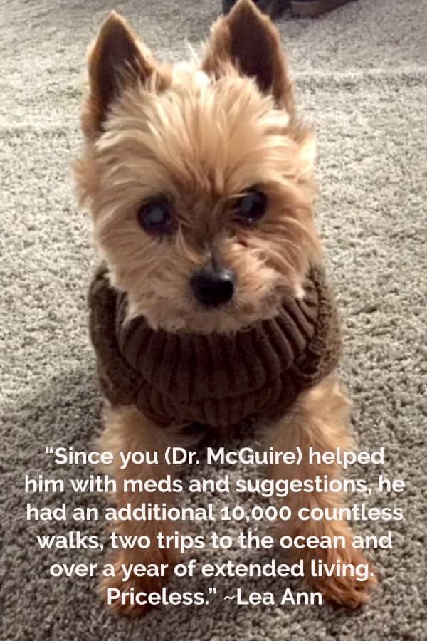 Quote from a dog parent about the benefits of surgery for senior dogs and photo of a senior dog