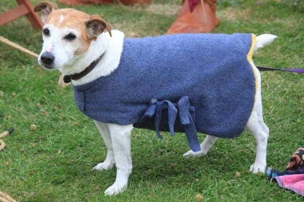 Senior dog wearing a coat, photo