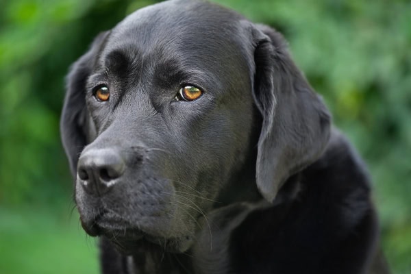 Close up of the face of a black Labrador Retriever