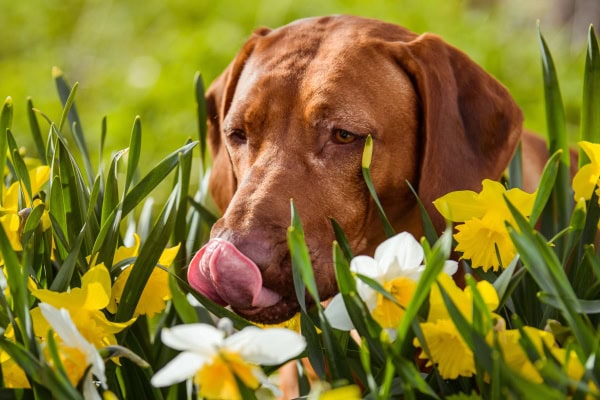 Dog sitting in a daffodil field