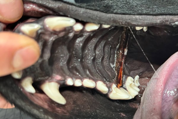 Close-up of the inside of a dog's mouth with a stick trapped in his mouth, which was the reason behind his swallowing a lot
