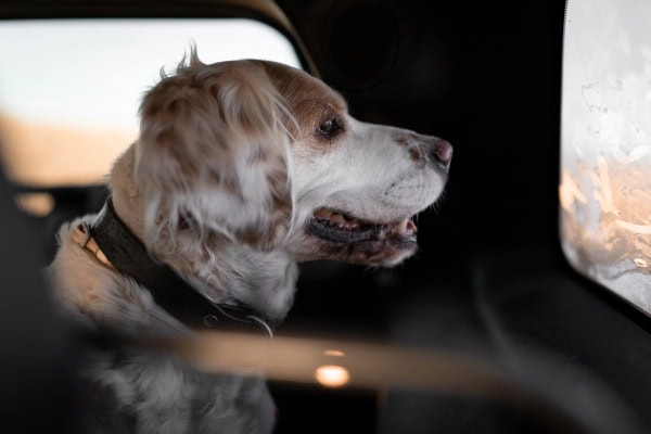 Dog sitting in the backseat of a car