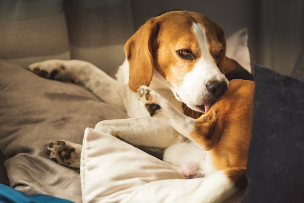 Beagle licking at their hind end and tail