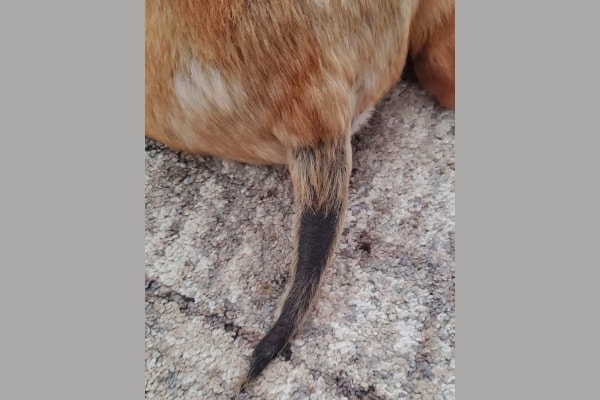 Dog with hair loss on the back end and tail