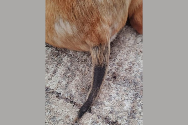 Cat losing hair on hot sale tail